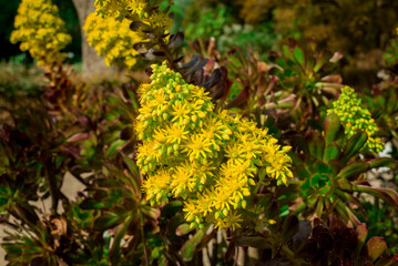 Aeonium arboreum bright yellow flowers in the spring.