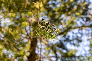 Obraz premium pine tree branches