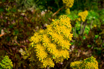 Aeonium arboreum bright yellow flowers in the spring.
