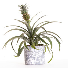 Pineapple plant in ceramic pot
