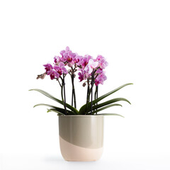 Small pink Phalaenopsis orchids in a nice pot