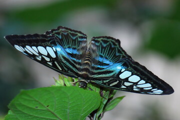 Papillon bleu et blanc posé sur une plante verte