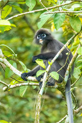 A Dusky Leaf Monkey also known as Spectacled Langur and Spectacled Leaf Monkey (Trachypithecus obscurus) seated high in a tree.
