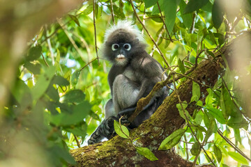 A Dusky Leaf Monkey also known as Spectacled Langur and Spectacled Leaf Monkey (Trachypithecus obscurus) seated high in a tree.
