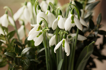 White snowdrops close up.