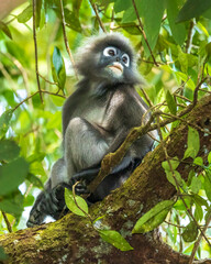 A Dusky Leaf Monkey also known as Spectacled Langur and Spectacled Leaf Monkey (Trachypithecus obscurus) seated high in a tree.
