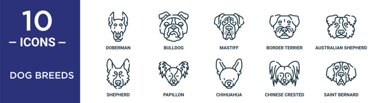 dog breeds outline icon set includes thin line doberman, mastiff, australian shepherd, papillon, chinese crested, saint bernard, shepherd icons for report, presentation, diagram, web design