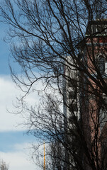 Brick multistore buildings hiding behind bark bare branches of tall trees