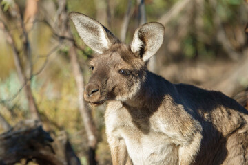 Western Grey Kangaroos (Macropus fuliginosus) are distinguishable by their finely haired muzzle. They have light to dark-brown fur. Paws, feet and tail tips vary in colour from brown to black.