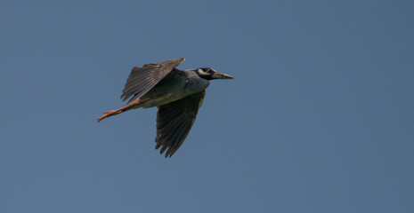 Night Vision: A Yellow-crowned Night Heron lifts its wings as it flies across a clear blue morning sky in Saint Marys, Georgia.