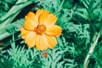 Yellow Cosmo with Insect 