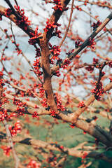 Budding Red Tree