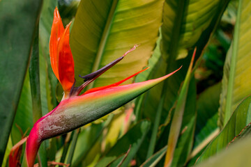 beautiful bird of paradise flowers with blurred background