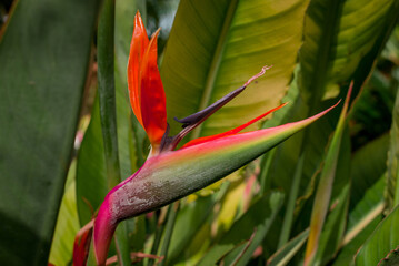 beautiful bird of paradise flowers with blurred background