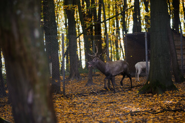A herd of deer in the autumn forest, yellow leaves in the background. Deer running in the forest