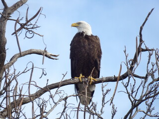 Bald Eagle