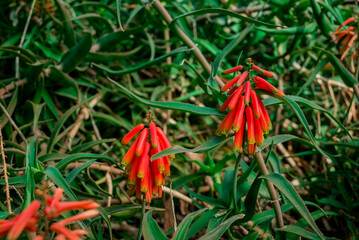 Beautiful succulent aloe plant and red flowers