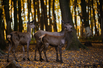Naklejka na ściany i meble A herd of deer in the autumn forest, yellow leaves in the background. Deer running in the forest