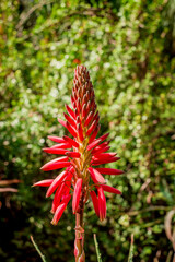 Beautiful succulent aloe plant and red flowers