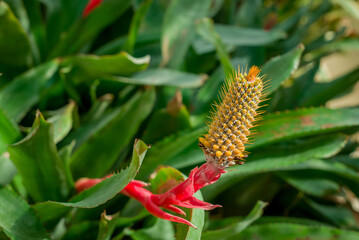 Fototapeta premium Beautiful succulent aloe plant and red flowers