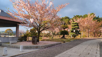 尾道千光寺山遊歩道の散りかけの桜3