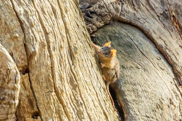 An Australian native marsupial known as a Yellow-footed Antechinus (Antechinus flavipes) sitting on a log and looking towards the camera