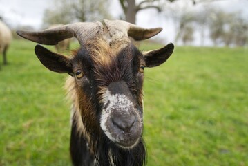 Portrait of a beautiful billy goat - focus on the amber colored eyes