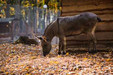 Donkey in the autumn forest, yellow leaves in the background. Donkey in the forest