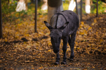 Donkey in the autumn forest, yellow leaves in the background. Donkey in the forest