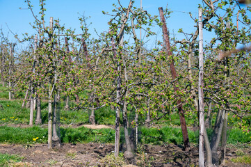 Spring pink blossom of apple trees in orchard, fruit region Haspengouw in Belgium, close up