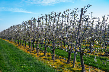 Fototapeta premium Spring white blossom of pear fruit trees in orchard, Sint-Truiden, Haspengouw, Belgium