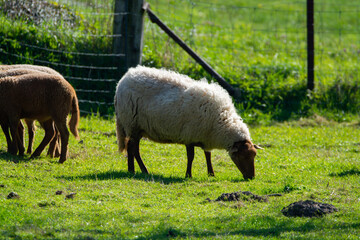 Animal collection, young and old sheeps grazing on green meadows on Haspengouw, Belgium