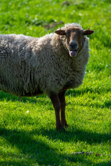 Animal collection, young and old sheeps grazing on green meadows on Haspengouw, Belgium