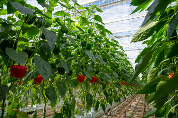 Big ripe sweet bell peppers, red paprika, growing in glass greenhouse, bio farming in the...