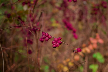 Callicarpa bodinieri. Purple berries in winter, close up. Velvet Violet color trend