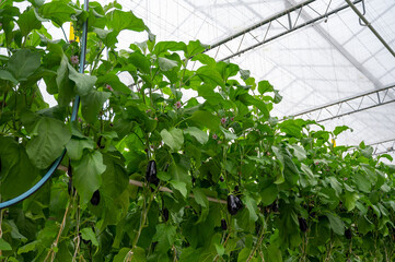 Dutch organic greenhouse farm with rows of eggplants plants with ripe violet vegetables and purple...