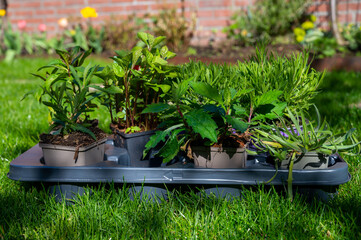 Spring garden reconstruction works in progress, new green plants ready for planting in spring
