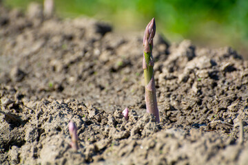 Green asparagus sprouts growing on bio farm field in Limburg, Belgium