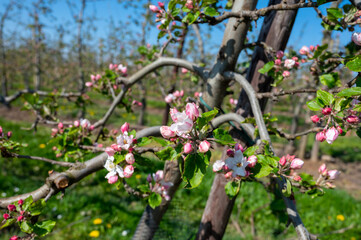 Spring pink blossom of apple trees in orchard, fruit region Haspengouw in Belgium, close up