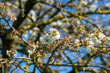 Spring blossom of cherry trees in orchard, fruit region Haspengouw in Belgium, nature landscape
