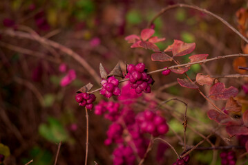 Callicarpa bodinieri. Purple berries in winter, close up. Velvet Violet color trend