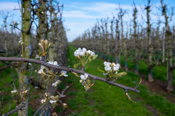 Spring white blossom of pear fruit trees in orchard, Sint-Truiden, Haspengouw, Belgium