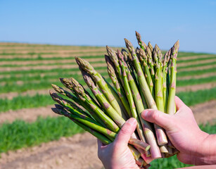 Worker's hands with bunch of fresh green asparagus sprouts growing on bio farm field in Limburg,...
