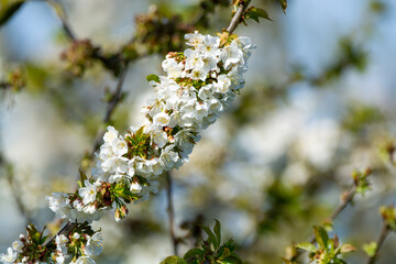Spring blossom of cherry trees in orchard, fruit region Haspengouw in Belgium, nature landscape
