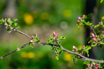 Spring pink blossom of apple trees in orchard, fruit region Haspengouw in Belgium, close up