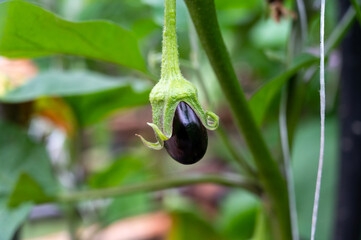 Dutch organic greenhouse farm with rows of eggplants plants with ripe violet vegetables and purple...