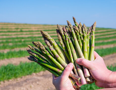 Worker's hands with bunch of fresh green asparagus sprouts growing on bio farm field in Limburg, Belgium, new harvest