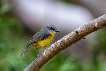 A medium sized mainly yellow robin with a grey back and head known as the Eastern Yellow Robin (Eopsaltria australis).