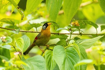 A beautiful small babbler with a black head, bright silver ear, orange underparts and a bright red wing patch; known as the Silver-eared Mesia (Leiothrix argentauris)