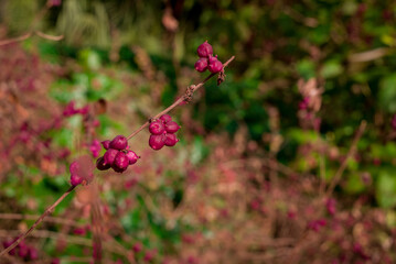 Callicarpa bodinieri. Purple berries in winter, close up. Velvet Violet color trend